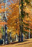 Autumn Trees_24684